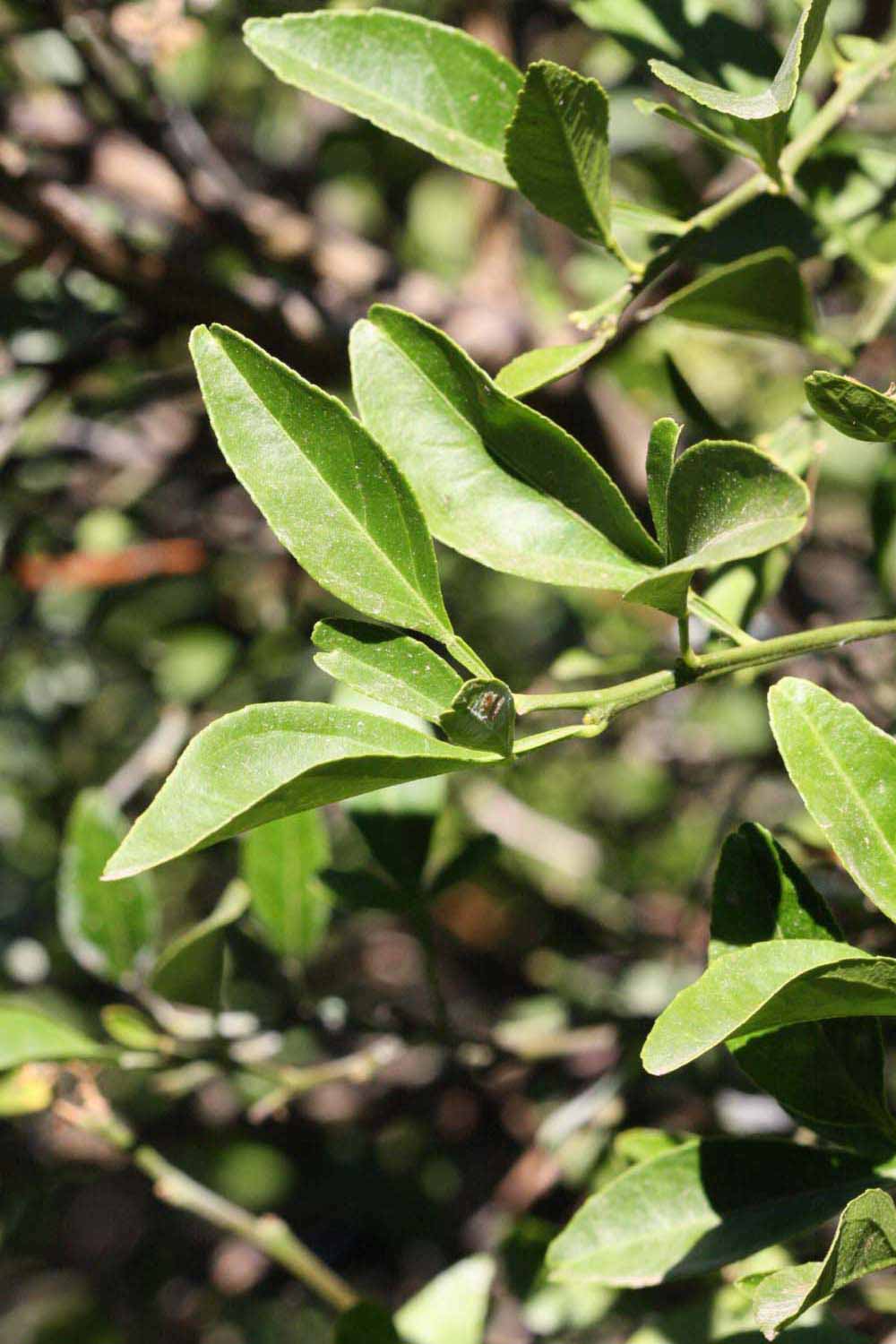              Sun leaves (Riverside, CA)       